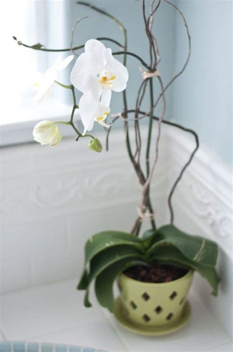 How To Grow Orchid In Pot Orchid Care Plants Orchids