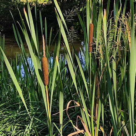 Typha Latifolia 500 Seeds Great Reedmace Cattail Water Sausage