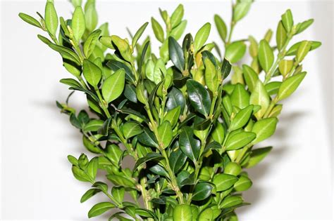 Top Picks For The Best Fungicide For Boxwood Blight