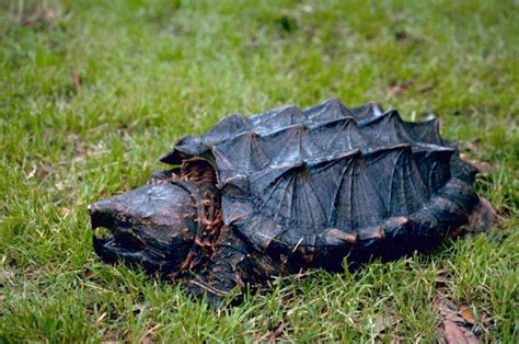 Facts About Alligator Snapping Turtle Snapping Turtle Alligator Snapping Turtle Turtle