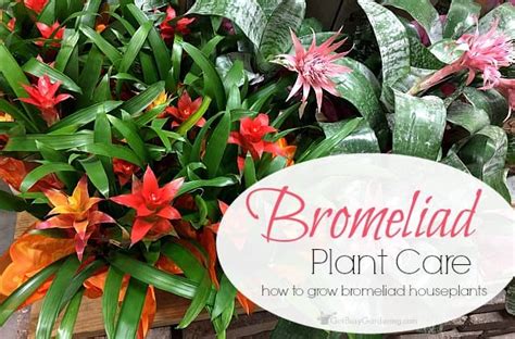 Bromeliad Plant Care How To Grow Bromeliad House Plants