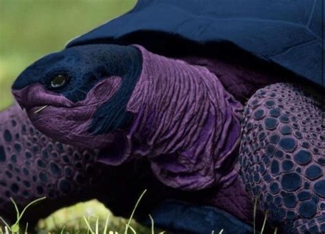 Pin By Candice May Martin On Purple Morado Turtle Turtle Love