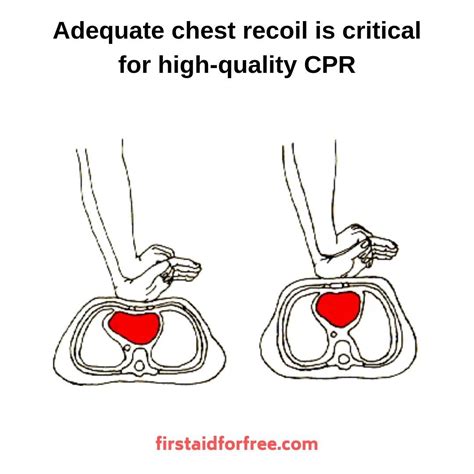 Dont Lean On The Chest Wall Allow Full Recoil Between Each Chest