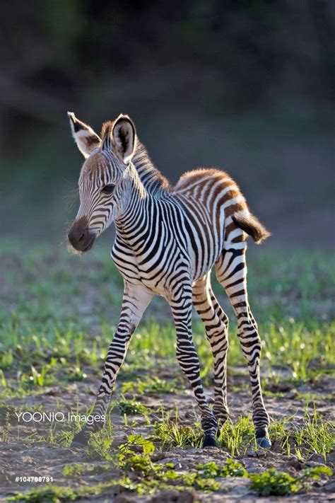 17 Best Images About Zebra And Zebra Mixes On Pinterest
