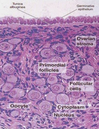 Histology Of The Female Reproductive System Flashcards Quizlet