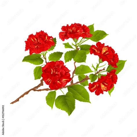 Branch Red Hibiscus Tropical Flowers On A White Background Vintage Hand Draw Vector Illustration