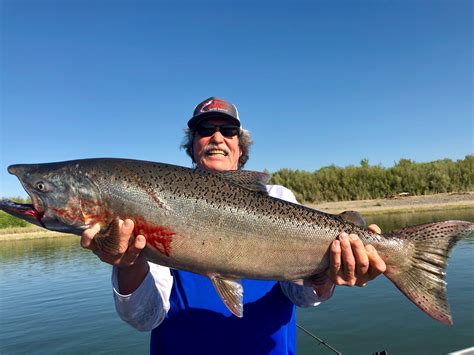 Fishing Sacramento River King Salmon Big And Bright