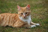 Imagen gratis: lindo, gato, animal, animal doméstico, felino, hierba ...