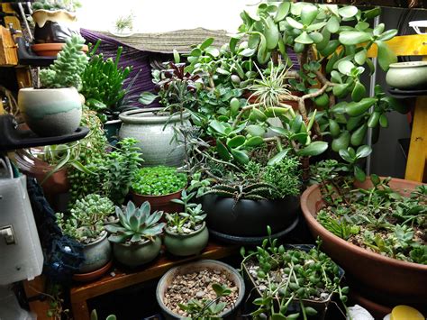 My Indoor Succulent Display Rsucculents