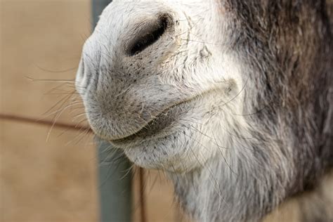 Detail Of Donkey Nose Stock Photo Download Image Now Agricultural