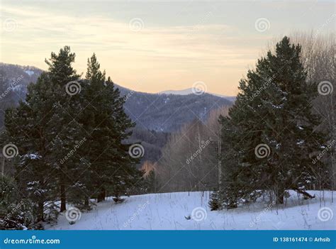 Pine Tree Winter In The Foothills Of The Altai Stock Photo Image Of