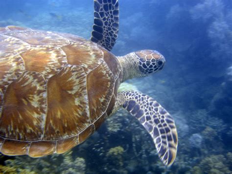 Green Sea Turtle At Low Isles Australia
