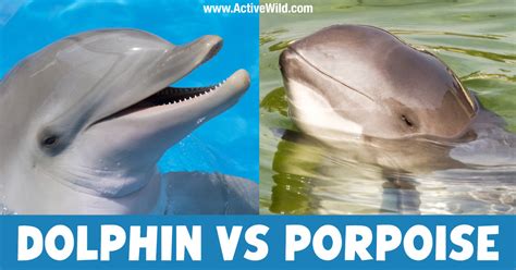 What Is The Difference Between Dolphins And Porpoises Maehoncom