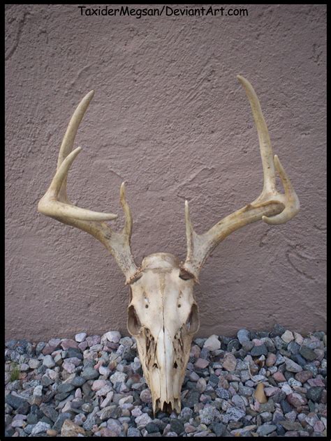 Whitetail Deer Skull Taxidermegsan By Taxidermegsan Deer Skulls