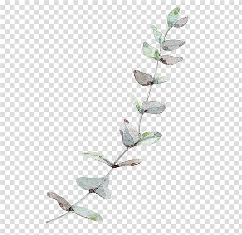 Eucalyptus Vine Clipart 10 Free Cliparts Download Images On
