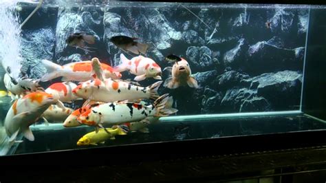 Koi Aquarium Youtube