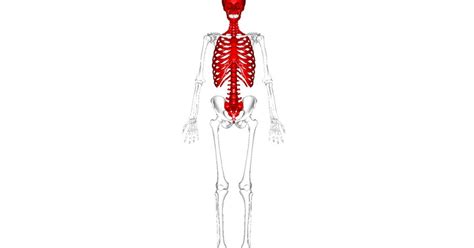 Esqueleto Axial Qué Es Partes Y Características