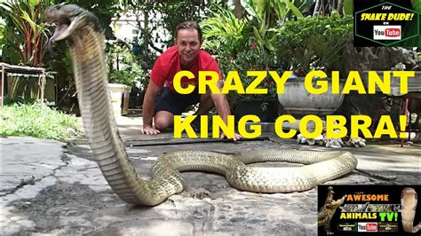 King Cobra Worlds Largest Venomous Snake Youtube