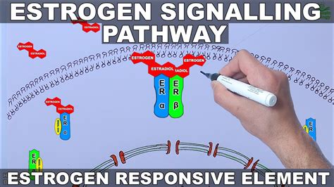 Estrogen Signalling Pathway YouTube