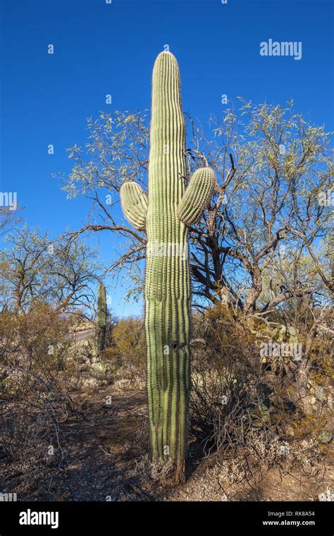 Saguaro Carnegiea Gigantea In Saguaro National Park Arizona The