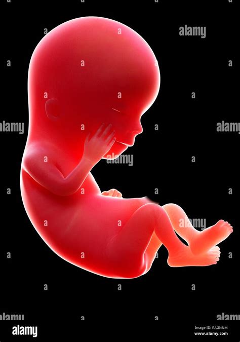 12 Weeks Fetus Hi Res Stock Photography And Images Alamy