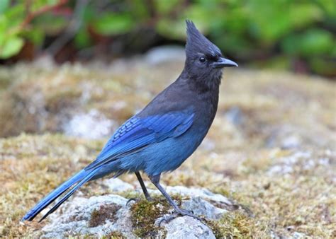 10 Most Common Birds At Winter Birdfeeders In British Columbia Miles