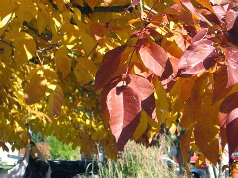 Co Horts The Science Behind Autumn Leaf Colors
