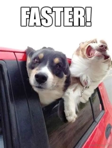 The 120 Funniest Dog Memes Of All Time Page 8 Of 27 The Paws