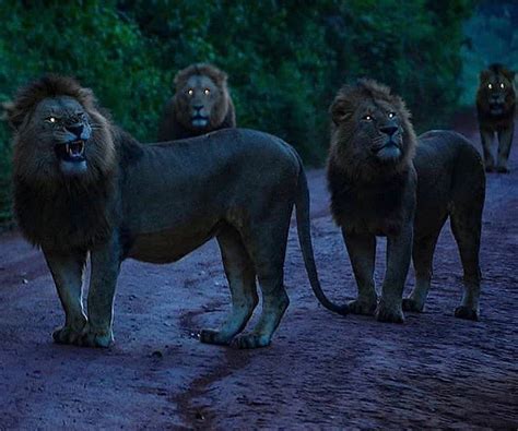 Four Male Lions In The Night Photo By Nsyuka Photographer Rpics