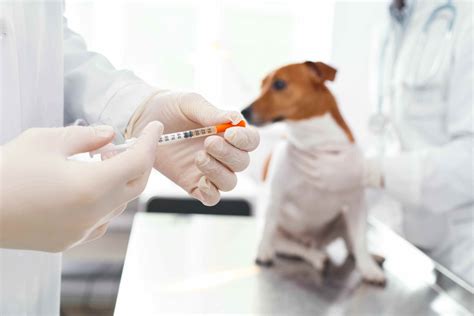 Vaccinations Greenwood Veterinary Clinic