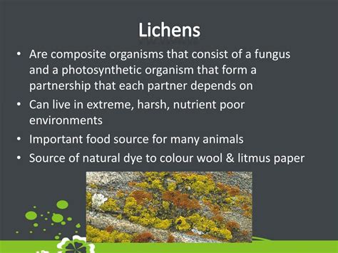 Lichen Life Cycle Printable