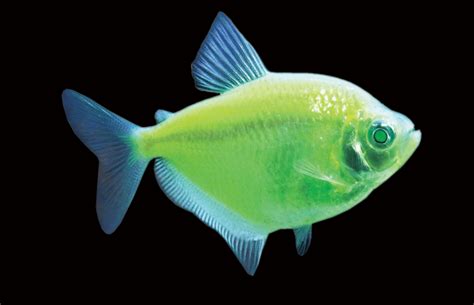 Тернеция зеленая Glofish светящиеся рыбки оптом в Украине