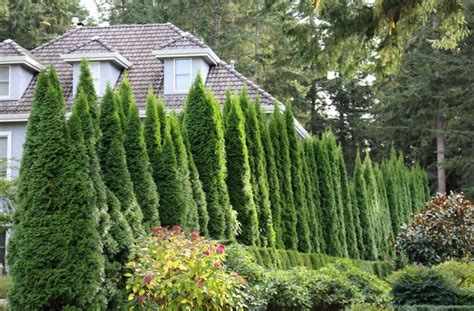 Grow Some Privacy Plant Some Evergreen Trees And Shrubs One Hundred