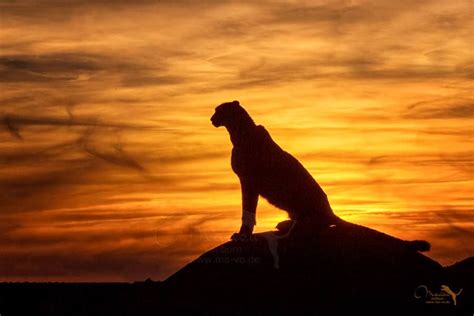 Cheetah At Sunset Siluetas Siluetas De Personas Guepardos