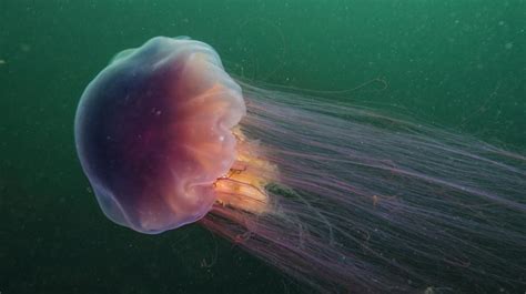 Larger lion's mane jellyfish will be a vivid crimson to dark purple color where smaller ones will be a lighter orange or tan color, sometimes being completely colorless. What You Need to Know about Lion's Mane Jellyfish | South Shore Health