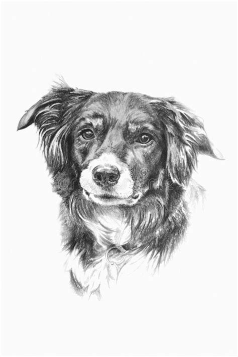 This tutorial shows the sketching and drawing steps from start to finish. Collie dog stock illustration. Illustration of collie ...