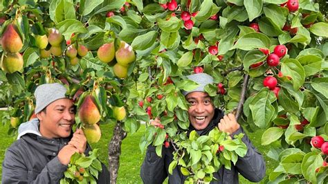 libreng pitas ng prutas peras at mansanas free apple and pear picking foraging food