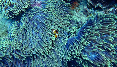 Free Images Underwater Coral Reef Invertebrate Clown Fish Clear
