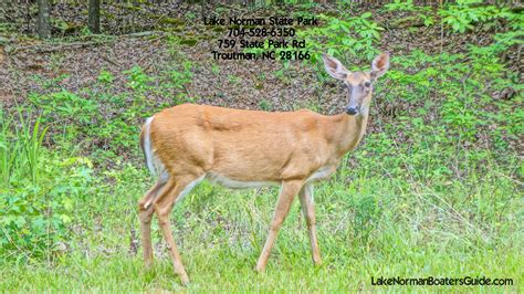 Lewis lake campground is 8 miles from the south entrance on the shores of lewis lake. A friendly visitor at the Lake Norman State Park | State ...