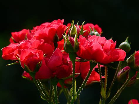 รูปภาพ ปลูก กลีบดอกไม้ เบ่งบาน ดอกกุหลาบ สีแดง แมโคร ใกล้ชิด