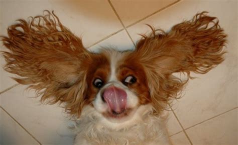 Goofy Cavalier King Charles Spaniel Funny Animals Pinterest