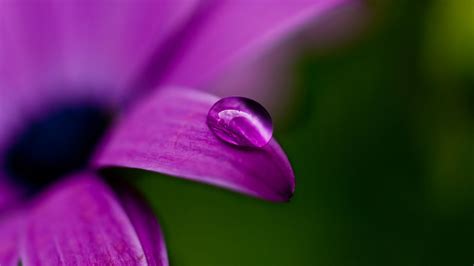 🥇 Water Drops Macro Purple Flowers Wallpaper 116115