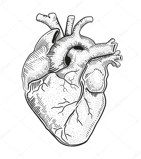 Realistic Heart Drawing At Getdrawings Free Download