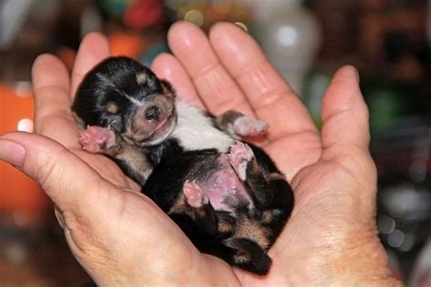 But this is the average time, so sometimes puppies may open their eyes a day or two earlier or later than that. During Which Stage of Growth Do Puppies Open Their Eyes ...
