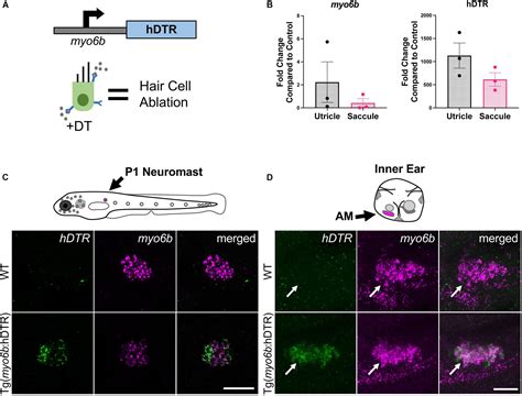 Frontiers Vestibular And Auditory Hair Cell Regeneration Following