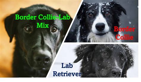 A Guide To The Border Collie Labrador Retriever Mix Colliecare