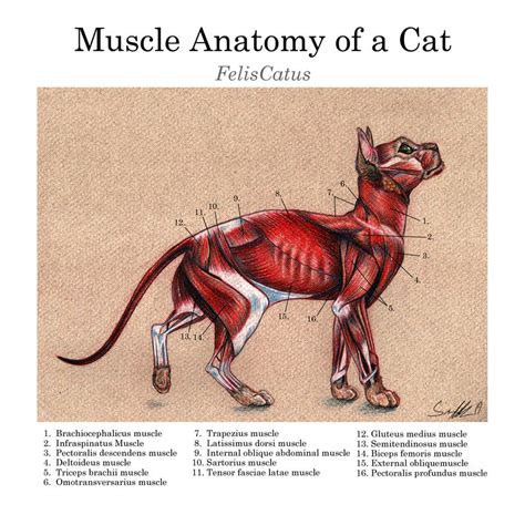 Cat Muscle Anatomy Veterinary Chart Ubicaciondepersonascdmxgobmx