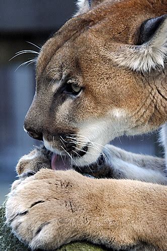 Cougar Taken At Cougar Mountain Zoo Mike Thompson Flickr