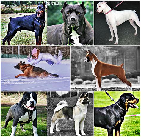 Promenades amusantes en groupe ou individuelle (de 30 min à 2h ) qui répondent aux besoins de votre chien: C'est quoi un chien de garde ? - chien de garde