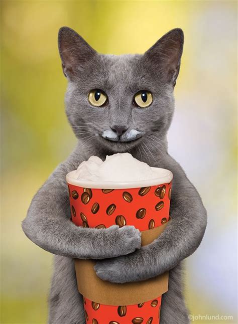 See The Luxury Funny Gray Cat Pictures Hilarious Pets Pictures